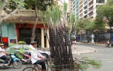 Palmowe miotły