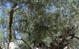 Jerozolima - Ogród Oliwny
