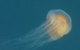 Uciekająca meduza